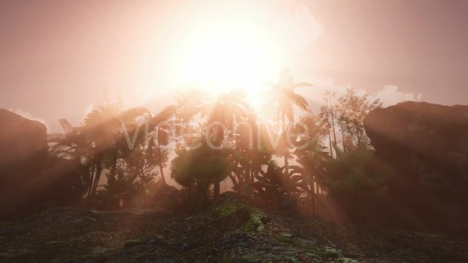 Sunset Beams Through Palm Trees - Download Videohive 20626067