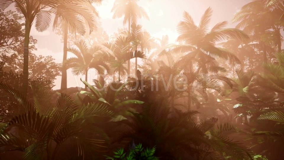 Sunset Beams Through Palm Trees - Download Videohive 20736058