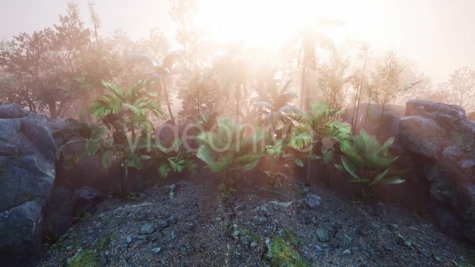 Sunset Beams Through Palm Trees - Download Videohive 20777019