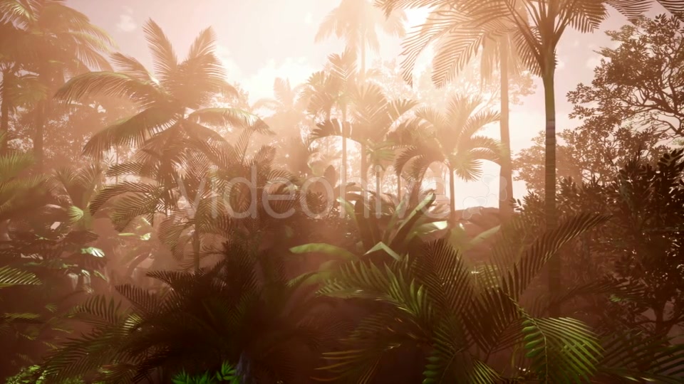 Sunset Beams Through Palm Trees - Download Videohive 20777029