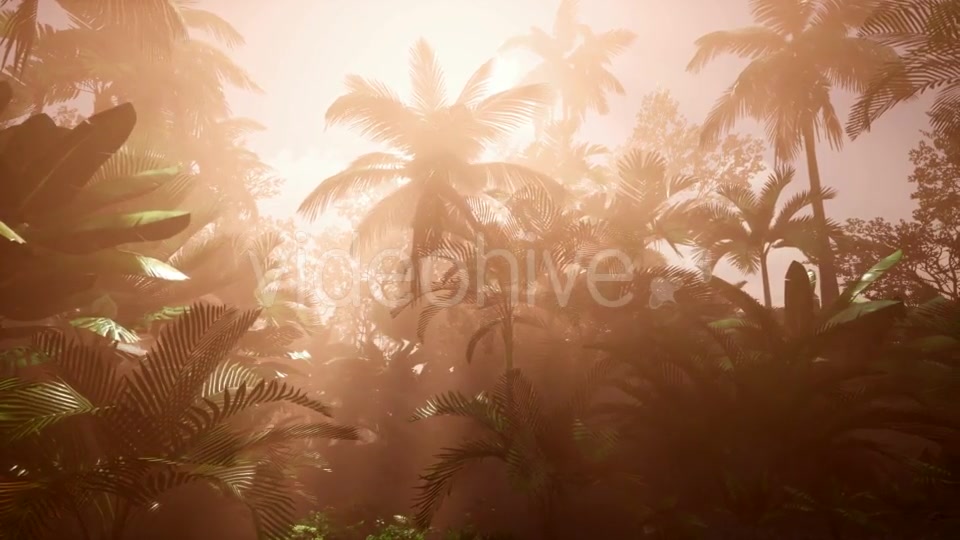 Sunset Beams Through Palm Trees - Download Videohive 20777029