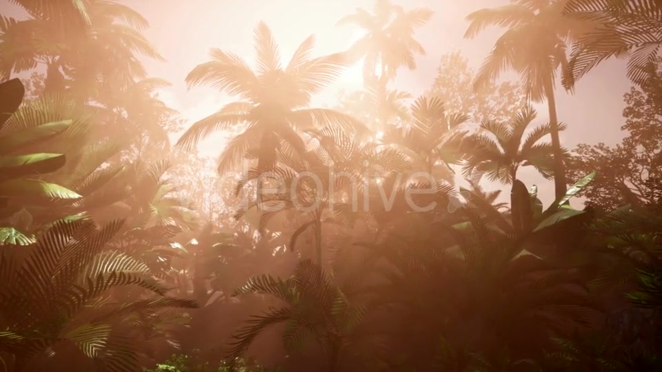 Sunset Beams Through Palm Trees - Download Videohive 20777029