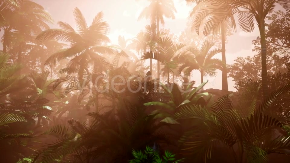 Sunset Beams Through Palm Trees - Download Videohive 20777029