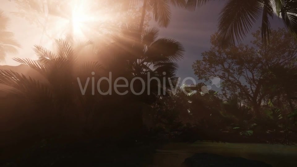 Sunset Beams Through Palm Trees - Download Videohive 20859298