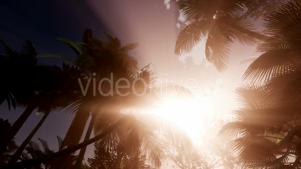 Sunset Beams Through Palm Trees - Download Videohive 20859340