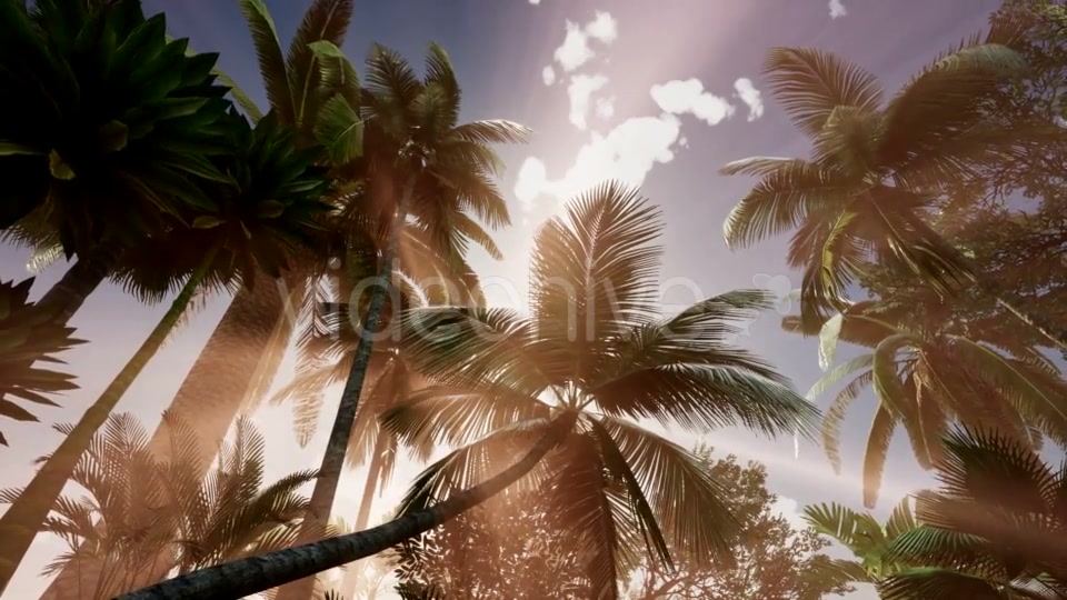 Sunset Beams Through Palm Trees - Download Videohive 20859340