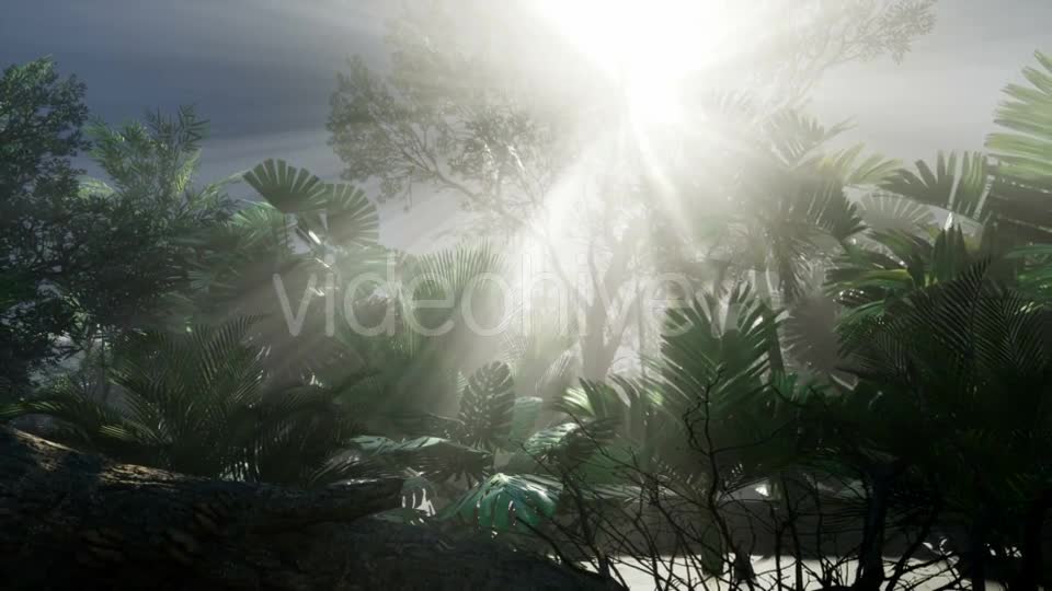 Sunset Beams Through Palm Trees - Download Videohive 20859384