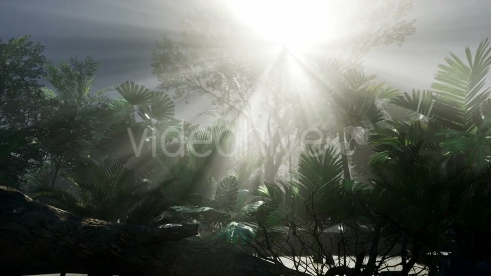 Sunset Beams Through Palm Trees - Download Videohive 20859384