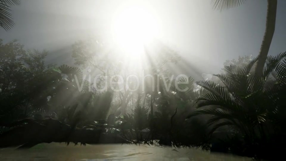 Sunset Beams Through Palm Trees - Download Videohive 20859384