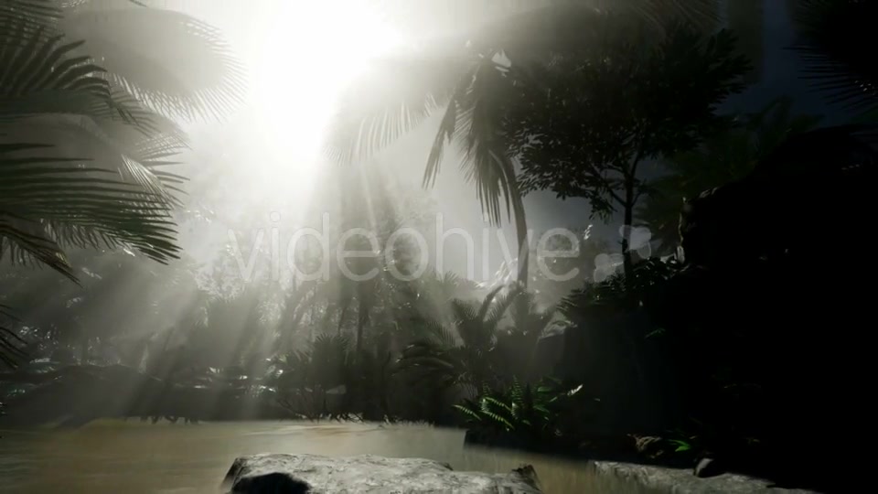 Sunset Beams Through Palm Trees - Download Videohive 20859384