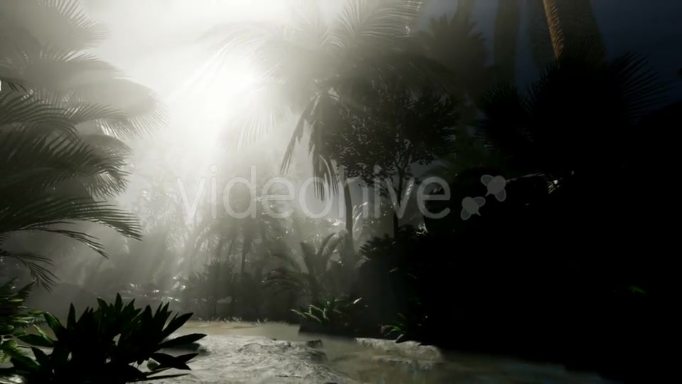 Sunset Beams Through Palm Trees - Download Videohive 20859384