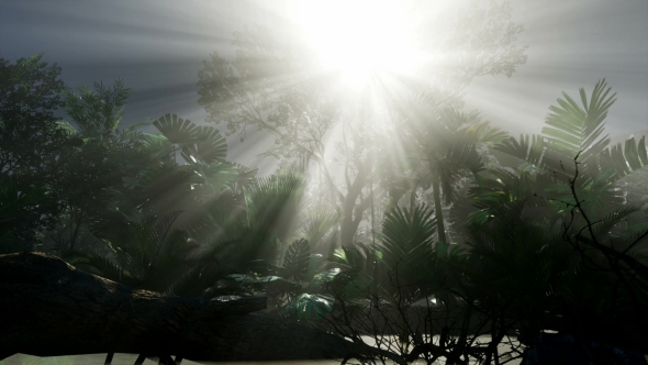 Sunset Beams Through Palm Trees - Download Videohive 20859384