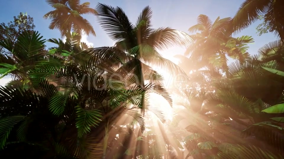 Sunset Beams Through Palm Trees - Download Videohive 20906517