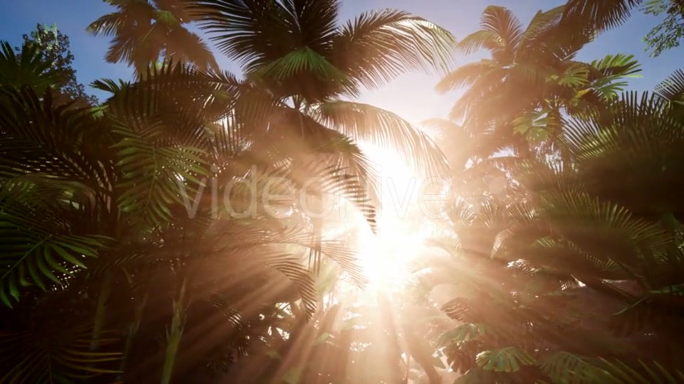 Sunset Beams Through Palm Trees - Download Videohive 20906517