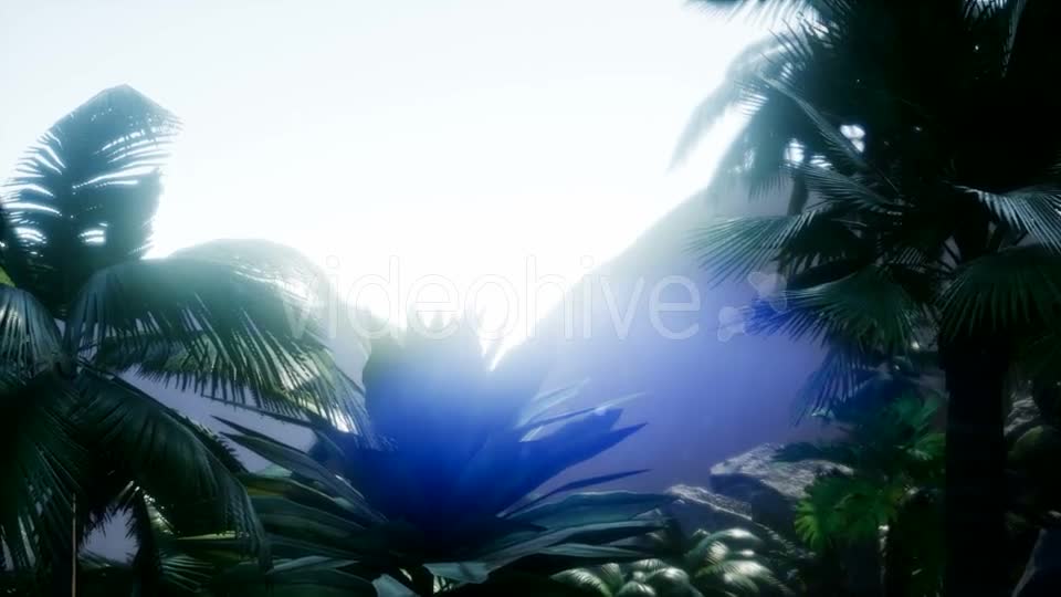 Sunset Beams Through Palm Trees - Download Videohive 20920631