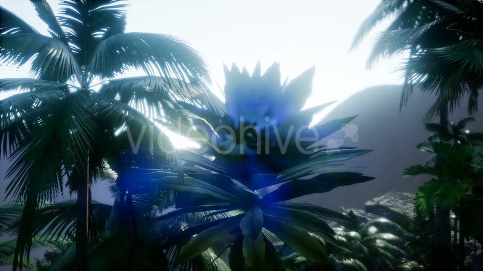 Sunset Beams Through Palm Trees - Download Videohive 20920631
