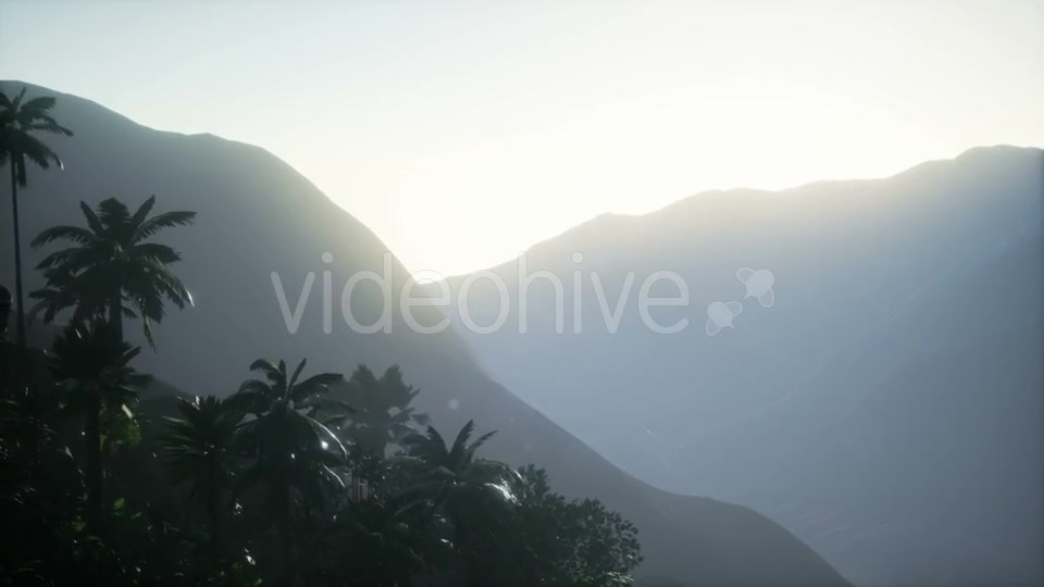 Sunset Beams Through Palm Trees - Download Videohive 21041331