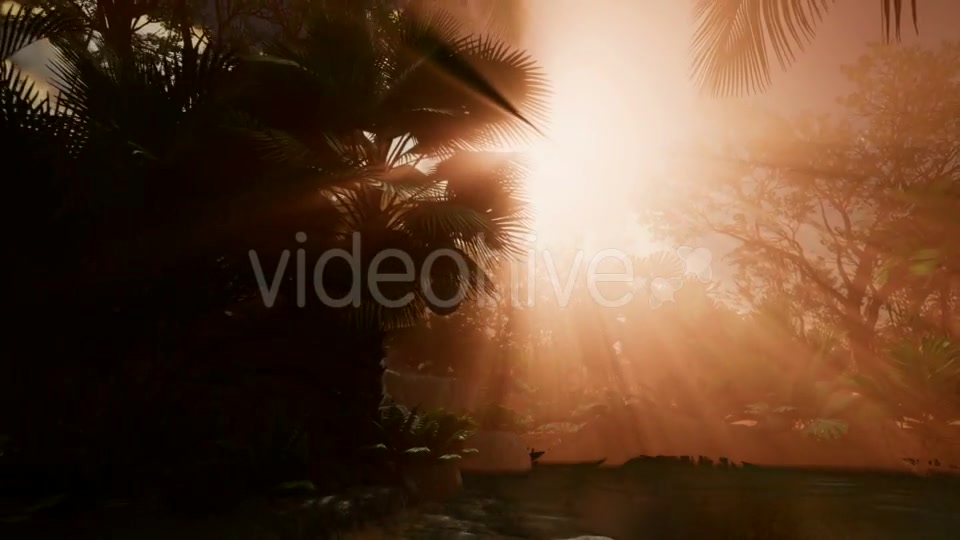 Sunset Beams Through Palm Trees - Download Videohive 21041369