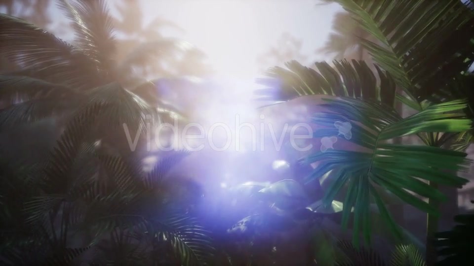 Sunset Beams Through Palm Trees - Download Videohive 21041408
