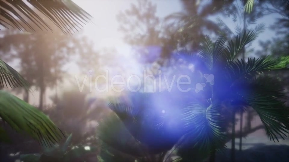 Sunset Beams Through Palm Trees - Download Videohive 21041408
