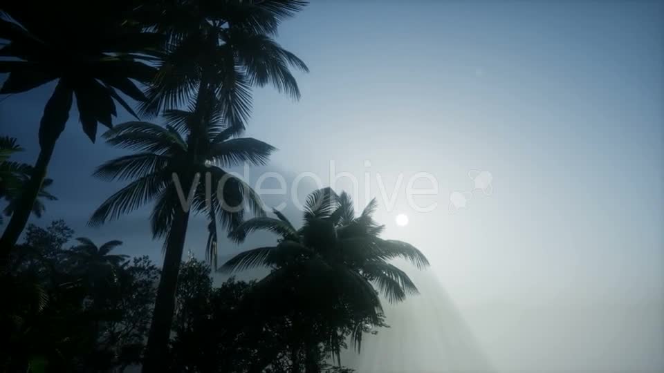 Sunset Beams Through Palm Trees - Download Videohive 21041415