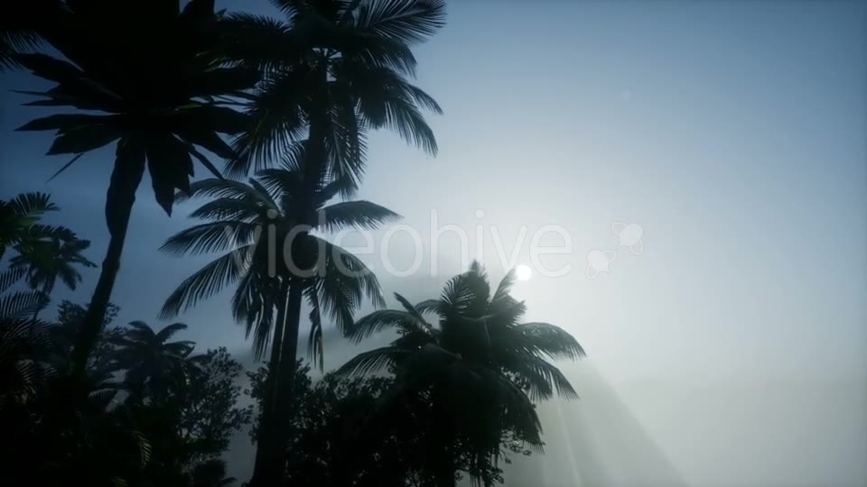 Sunset Beams Through Palm Trees - Download Videohive 21041415