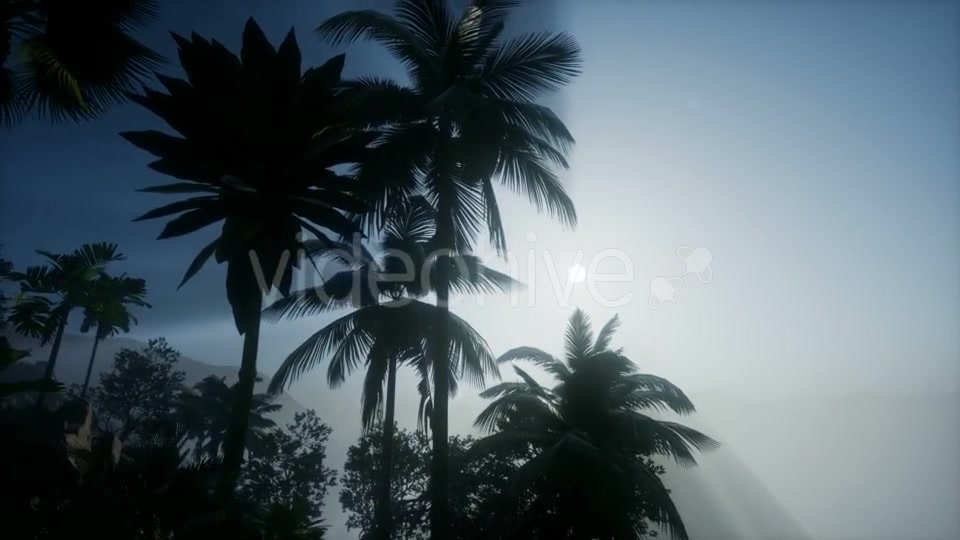 Sunset Beams Through Palm Trees - Download Videohive 21041415