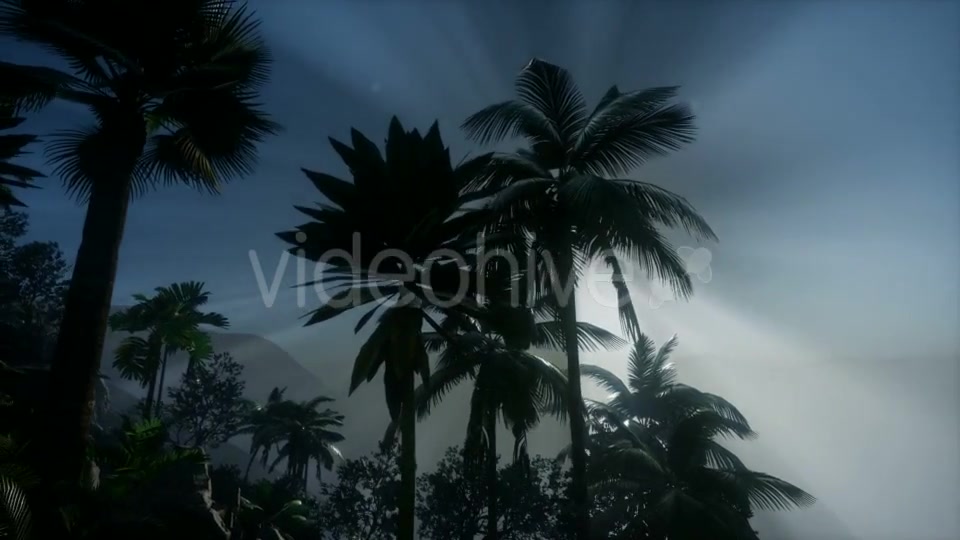 Sunset Beams Through Palm Trees - Download Videohive 21041415