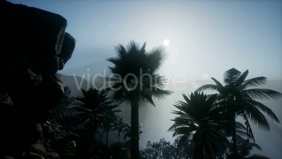 Sunset Beams Through Palm Trees - Download Videohive 21041415