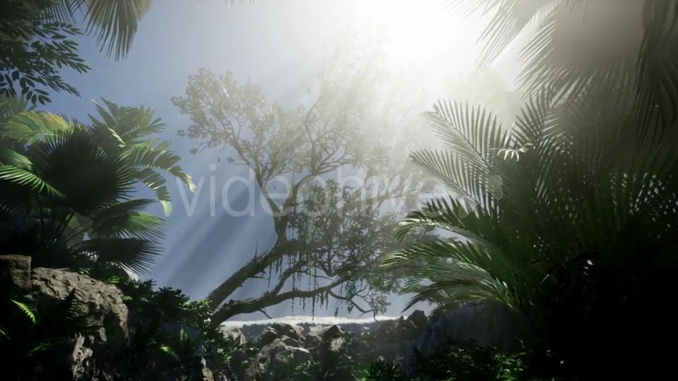 Sunset Beams Through Palm Trees - Download Videohive 21082355