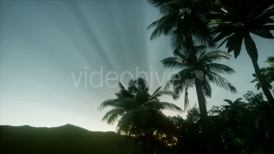 Sunset Beams Through Palm Trees - Download Videohive 21082547