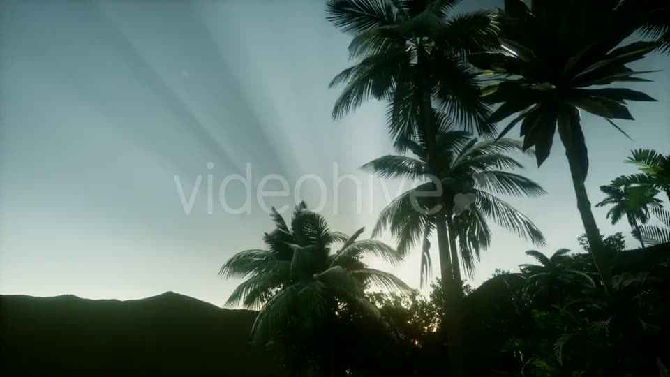Sunset Beams Through Palm Trees - Download Videohive 21082547
