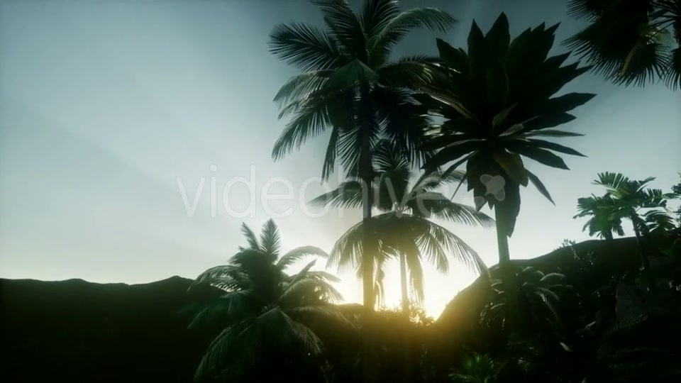 Sunset Beams Through Palm Trees - Download Videohive 21082547