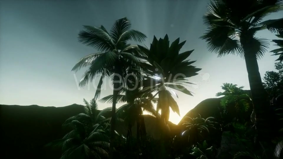 Sunset Beams Through Palm Trees - Download Videohive 21082547