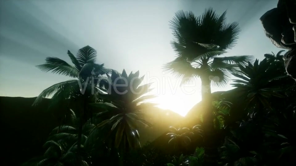 Sunset Beams Through Palm Trees - Download Videohive 21082547