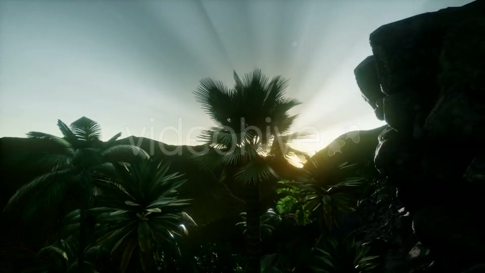 Sunset Beams Through Palm Trees - Download Videohive 21082547