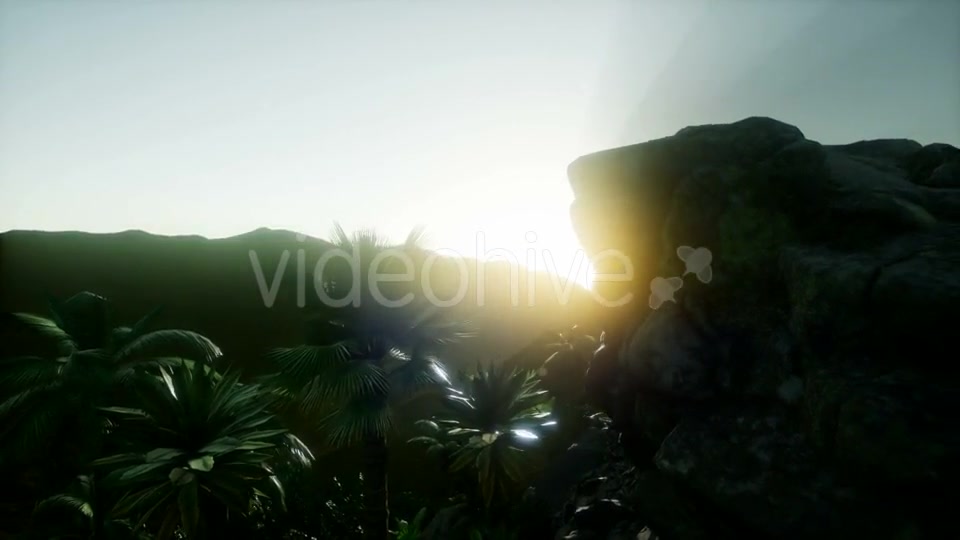 Sunset Beams Through Palm Trees - Download Videohive 21082547