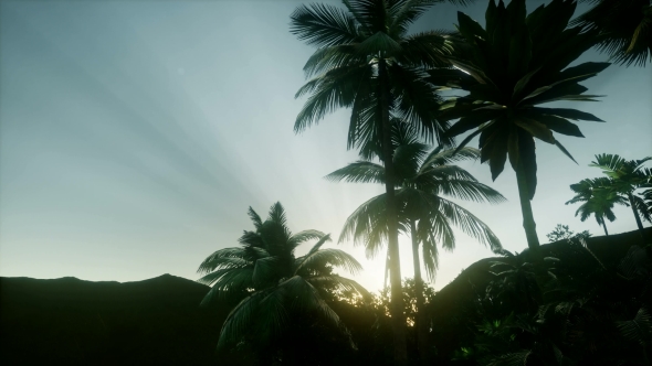 Sunset Beams Through Palm Trees - Download Videohive 21082547