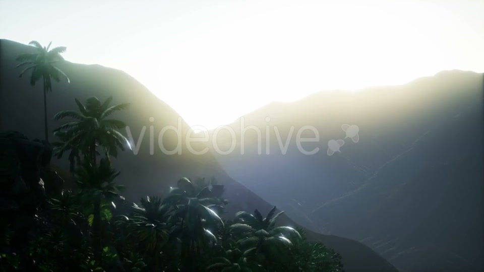 Sunset Beams Through Palm Trees - Download Videohive 21118206