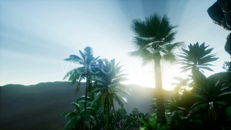 Sunset Beams Through Palm Trees - Download Videohive 21118244