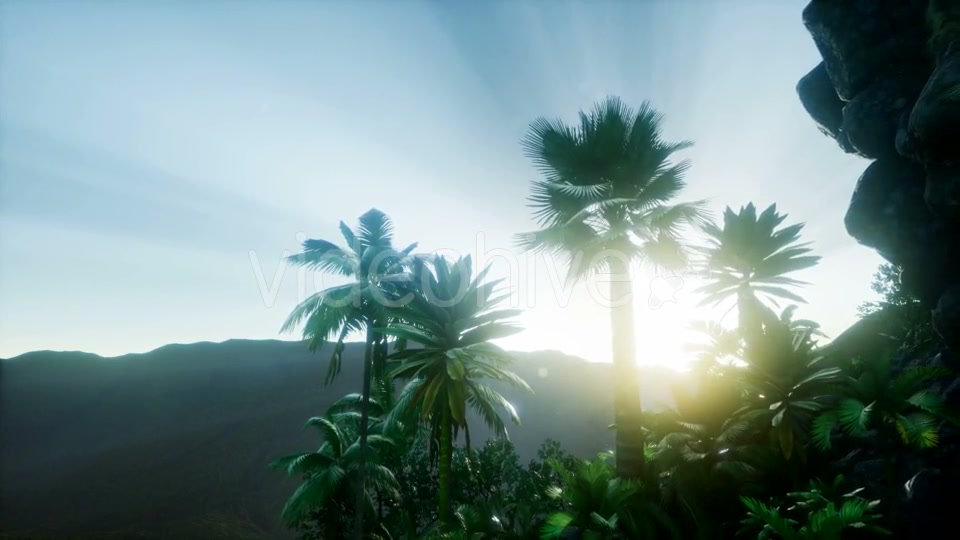 Sunset Beams Through Palm Trees - Download Videohive 21118244