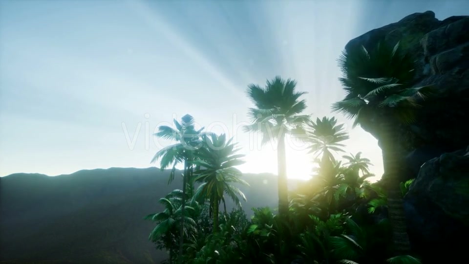 Sunset Beams Through Palm Trees - Download Videohive 21118244