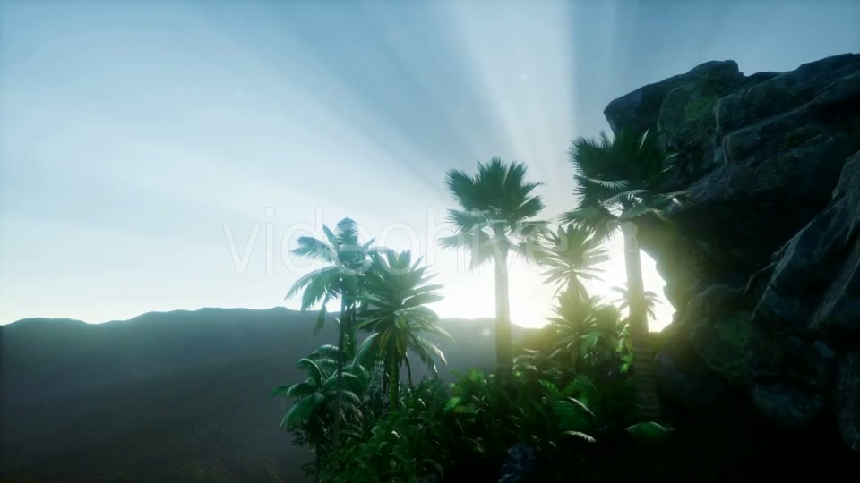 Sunset Beams Through Palm Trees - Download Videohive 21118244
