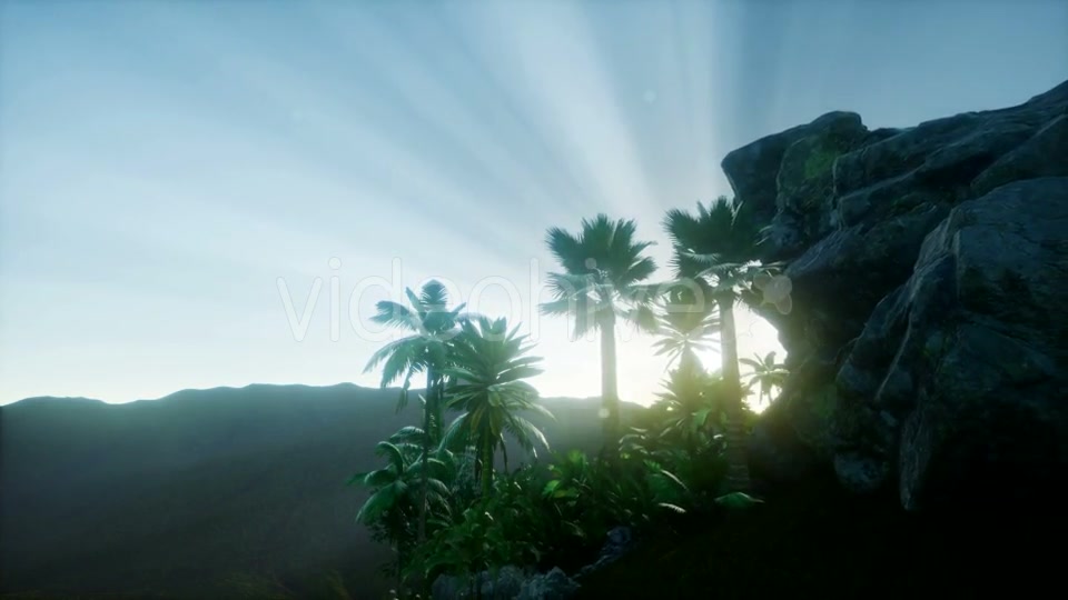 Sunset Beams Through Palm Trees - Download Videohive 21118244