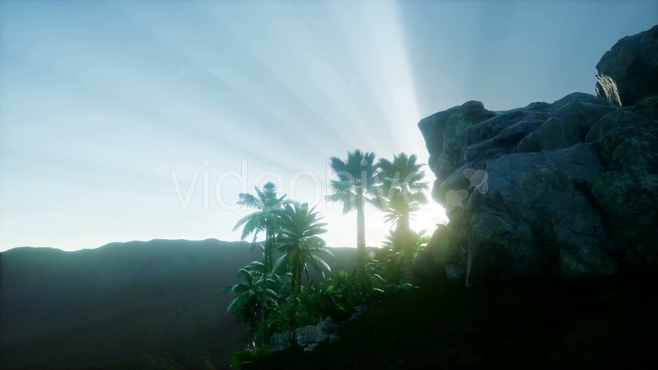 Sunset Beams Through Palm Trees - Download Videohive 21118244