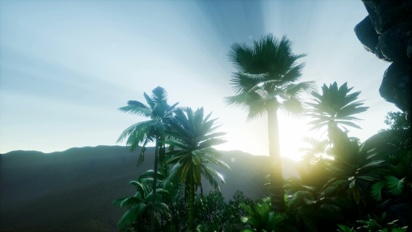 Sunset Beams Through Palm Trees - Download Videohive 21118244