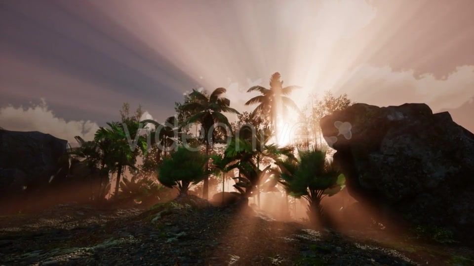 Sunset Beams Through Palm Trees - Download Videohive 21118356