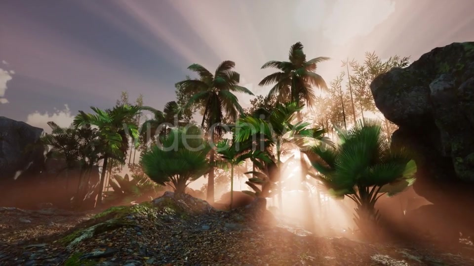 Sunset Beams Through Palm Trees - Download Videohive 21118356