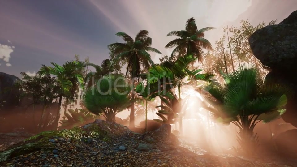 Sunset Beams Through Palm Trees - Download Videohive 21118356