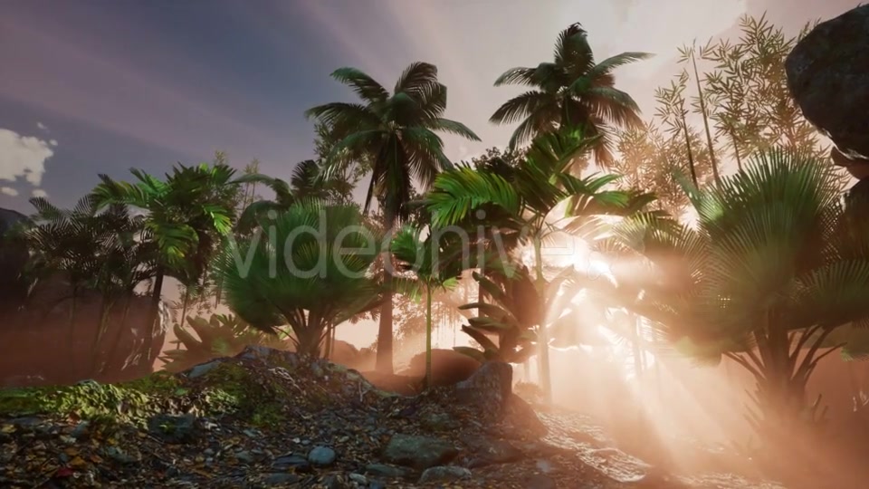 Sunset Beams Through Palm Trees - Download Videohive 21118356